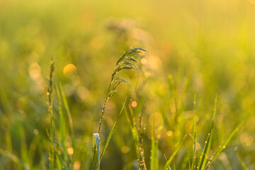 The Morning Dew Glistening on Grass in the Soft and Embracing Golden Light of Dawn