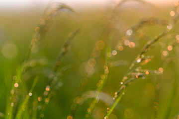 The Dewy Grass in the Bright Morning Light that Illuminates the Landscape Beautifully