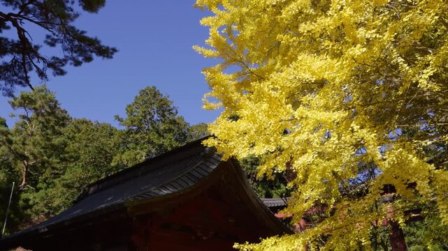 Perfect fall autumn scenery at Japanese temple with bright yellow gingko tree