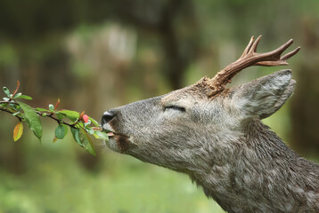 자연을 먹는 수컷 노루