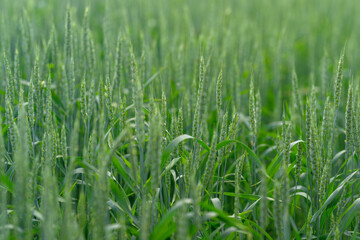 A Vibrant and Lush Green Wheat Field is Now Ready for the Upcoming Harvesting Season