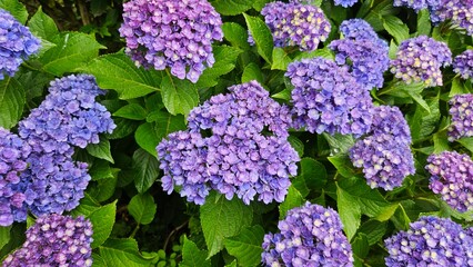 Purple and Blue Hydrangeas in Bloom