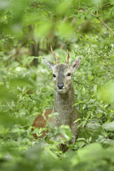 숲 속에서 만난 수컷 노루