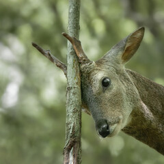 가려운 수컷 노루