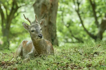 Rolgordijnen Ree roe deer  © kevin