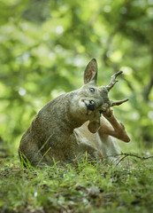 인사하는 수컷 노루