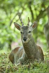 쉬고 있는 수컷 노루