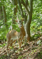 자연을 입에 물고 있는 수컷 노루