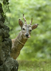 메롱하는 수컷 노루
