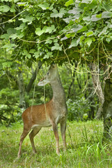 자연을 먹는 수컷 노루