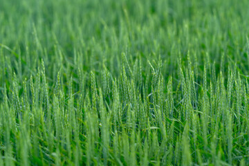 A Beautiful and Lush Green Wheat Field, Sparkling with Dew Drops in the Morning Light