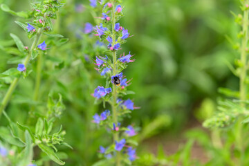 Vibrant Blue Flowers Flourishing Against a Lush Green Background, Creating a Stunning Visual Display
