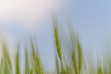 Gentle Green Grasses Spreading Wide and Healthy Under a Beautiful Blue Sky in Natures Warm Embrace