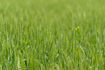 A Beautiful Lush Green Wheat Field Thriving in Fresh Spring Growth and Warm Sunshine