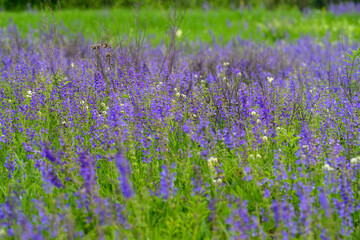 Naklejka premium A Vibrant and Colorful Wildflower Field in Full Bloom During the Beautiful Spring Season
