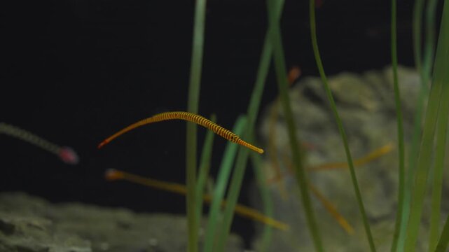 Single slender banded pipefish hovers just above small gravel substrate near vibrant green aquatic plants in brightly lit Aqua Planet Gwanggyo aquarium tank