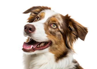 Happy Australian Shepherd dog with brown and white fur looking up with mouth open and tongue visible on a plain background for pet care or canine themes
