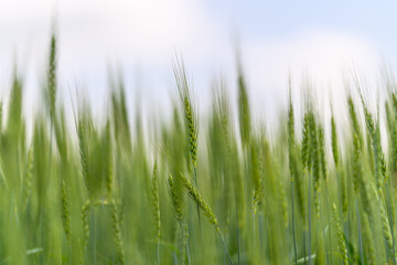 A Beautiful Lush Green Field Under a Clear Blue Sky A Perfect Example of Natures Serenity