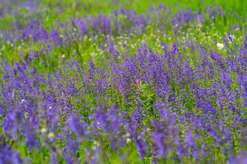 Fototapeta premium A Stunningly Vibrant Purple Flower Field in Full Bloom, Bursting with Colorful Beauty and Life