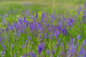 Vibrant purple wildflowers bloom in a lush green meadow, captivating all who visit