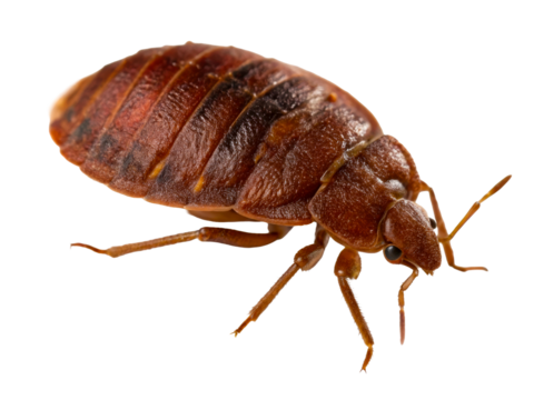 Extreme closeup of a brown bed bug insect with segmented body and visible legs against a plain background, useful for pest control awareness and educational content.