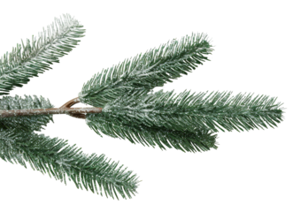 This glittering pine branch silhouette features sparkling details against a transparent background, making it ideal for seasonal decorations or creative projects