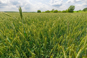 A Vibrant Wheat Field Extending Across the Landscape Beneath a Bright and Clear Blue Sky Above