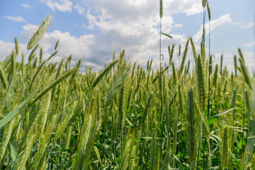 A Lush Wheat Field Flourishing Under a Bright Sky of Endless Possibilities and Beauty