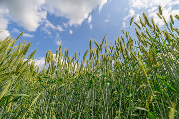A Lush, Green Wheat Field Stretching Under a Bright, Clear Sky of Light Blue Color