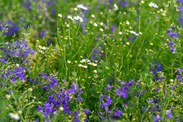 Fototapeta premium Explore the Vibrant Wildflower Meadow that is now in full Bloom during the seasonal cycle