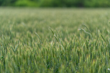 Obraz premium A Beautiful and Lush Green Wheat Field Spreading Out Under a Clear and Bright Sky