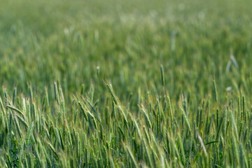A Lush and Vibrant Green Field of Grass Bathed in Bright and Glorious Natural Light