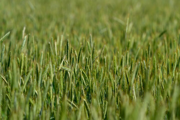 Obraz premium A Vibrant Green Wheat Field, Ready and Waiting for Harvesting, Evokes Natures Bounty