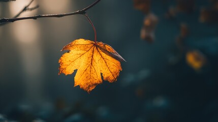 Golden Autumn Maple Leaf in Warm Sunset Light &ndash; Fall Season Nature Photography