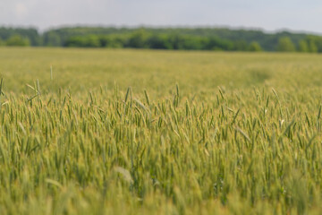 A Lush Green Wheat Field Spreads Vastly Under a Clear Blue Sky on a Bright Sunny Day