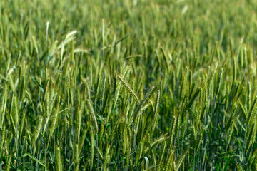 Obraz premium A vibrant green wheat field fully prepared for the upcoming harvest season in agriculture