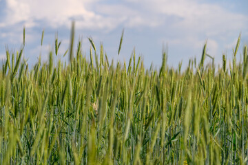 A Beautiful Lush Green Wheat Field is Spreading Out Beneath a Bright and Clear Blue Sky Above