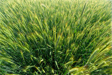 A lush green wheat field spreads widely under the warm and bright sunlight of the sky