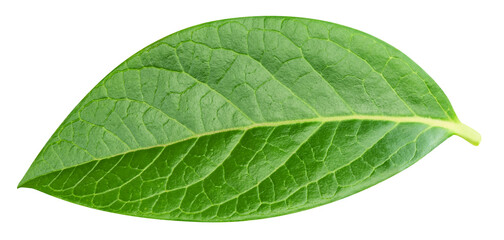 Obraz premium Bluberry leaves isolated on transparent background. Bluberry leaves PNG