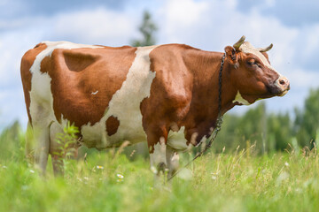 A Brown and White Cow Grazing Peacefully in a Beautiful Green and Scenic Pasture Field