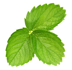 Strawberry leaf isolated on transparent background Strawberry leaf PNG