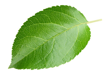 Apple leaves isolated on transparent background. Leaves Apple PNG