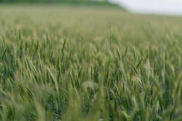 An Expansive and Lush Green Wheat Field Set Against a Beautifully Clear Blue Sky Above