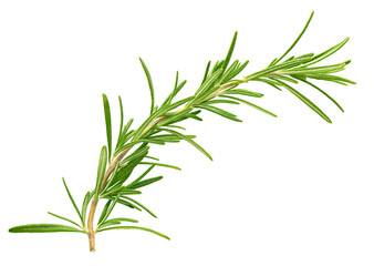 Rosemary isolated on white background. Fresh rosemary. Rosemary full macro. No AI