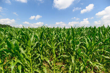 A Lush and Verdant Corn Field Flourishing Under a Bright and Expansive Blue Sky Above