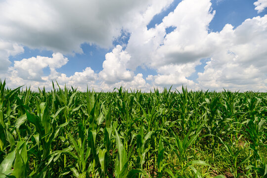 A Beautiful Lush Cornfield Stretching Under a Clear Bright Blue Sky Filled with Clouds