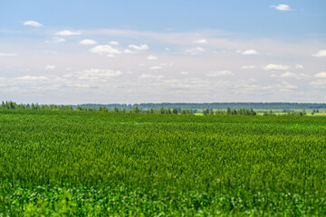 Vast expanse of lush green fields stretching under a bright blue sky filled with clouds