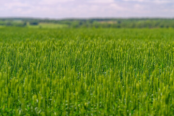 A Vast and Lush Green Field of Wheat Grows Beneath a Clear and Bright Blue Sky Above