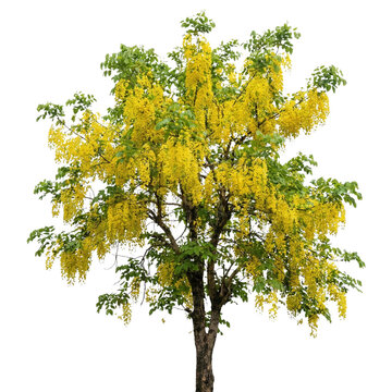 cassia fistula tree with yellow flowers on the floor on Isolated transparent background png. generated with AI