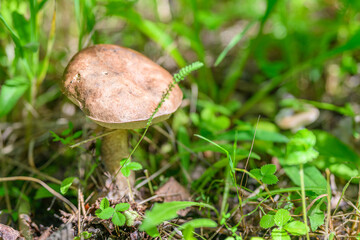 A solitary mushroom is growing amidst lush greenery in the beautiful landscape of nature